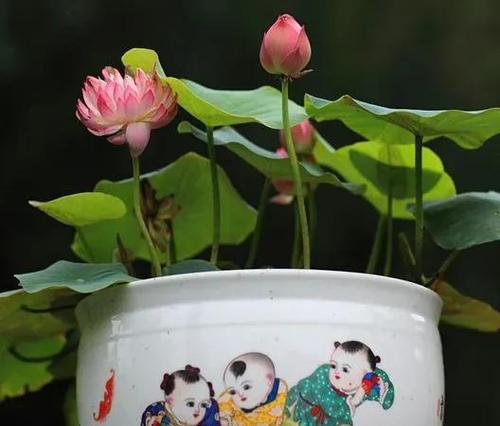 如何解决碗莲叶片发黄问题？（碗莲养护技巧，叶片发黄处理方法）-第3张图片-绿意生活