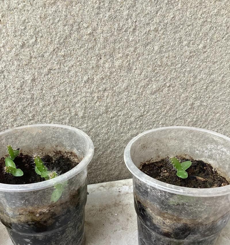 种火龙果种子的方法与注意事项（如何成功种植火龙果种子）-第1张图片-绿意生活