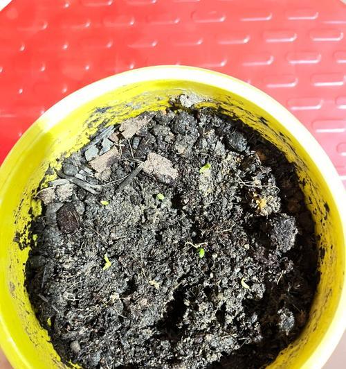 种火龙果种子的方法与注意事项（如何成功种植火龙果种子）-第2张图片-绿意生活
