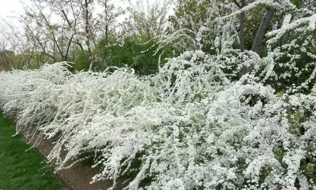 喷雪花如何度过严寒的冬天（喷雪花保养与维护技巧大揭秘）-第2张图片-绿意生活