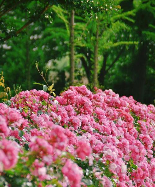 蔷薇花花谢后的养护方法（让蔷薇焕发新的生机）-第1张图片-绿意生活