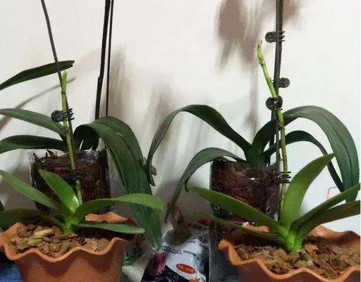 解读蝴蝶兰的适温范围（蝴蝶兰怕冷还是怕热？掌握科学养护技巧）-第1张图片-绿意生活