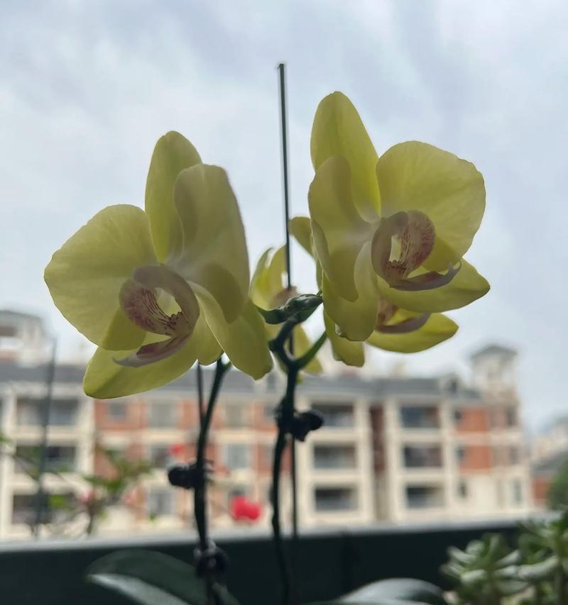 解读蝴蝶兰的适温范围（蝴蝶兰怕冷还是怕热？掌握科学养护技巧）-第3张图片-绿意生活