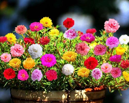 向日葵的花朵结构（揭开向日葵完全花的真相）-第3张图片-绿意生活