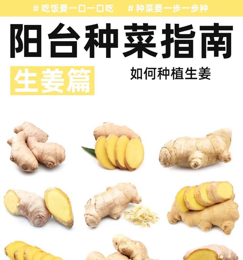 洋姜种植指南（如何科学种植洋姜，提高收成率）-第2张图片-绿意生活