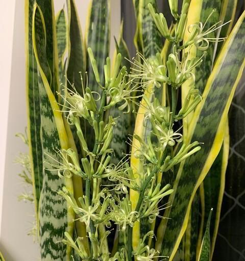 虎皮兰的阳光禁忌（了解虎皮兰喜欢什么样的光照）-第2张图片-绿意生活