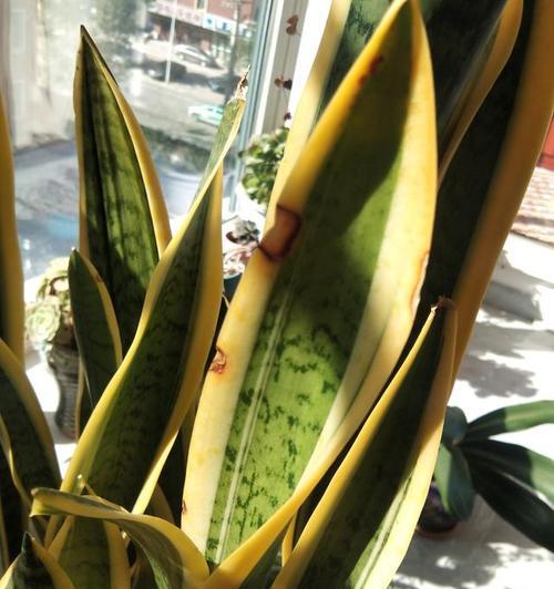 虎皮兰的阳光禁忌（了解虎皮兰喜欢什么样的光照）-第3张图片-绿意生活