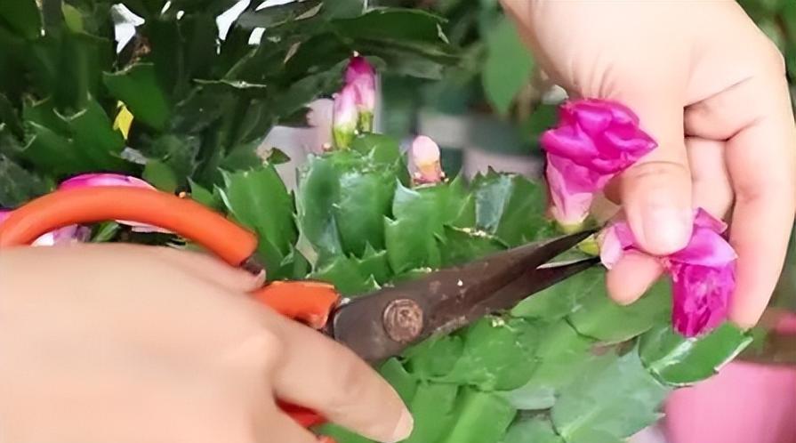 蟹爪兰移盆后的浇水注意事项（植株的成长与健康，需要正确的浇水方法）-第3张图片-绿意生活