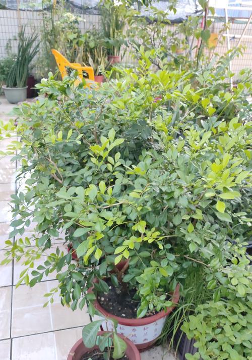 九里香开花周期解析（九里香每年开花一次，为何如此稳定？）-第2张图片-绿意生活