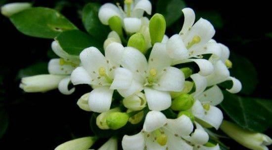 九里香开花周期解析（九里香每年开花一次，为何如此稳定？）-第3张图片-绿意生活