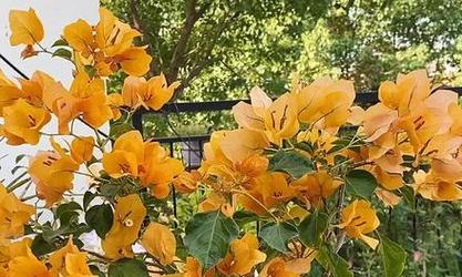 暗斑柠檬黄三角梅勤花（颜值与养护并重，打造清新空间）-第3张图片-绿意生活