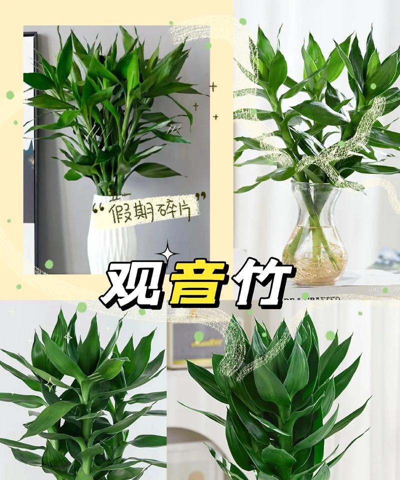 观音竹的土养技巧（掌握正确的土壤、水分和养护方法）-第1张图片-绿意生活