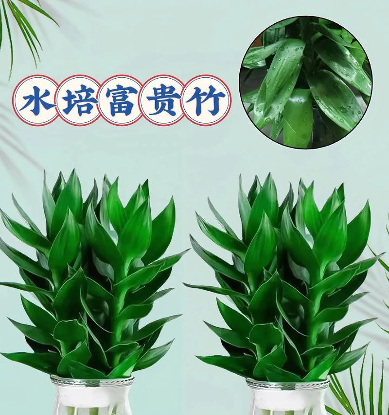 观音竹的土养技巧（掌握正确的土壤、水分和养护方法）-第2张图片-绿意生活