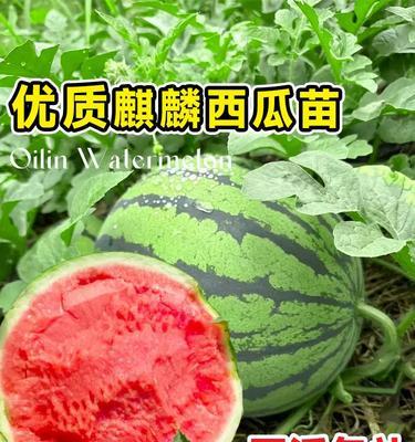 西瓜可以嫁接吗？（探究西瓜的嫁接技术和其应用领域）-第3张图片-绿意生活