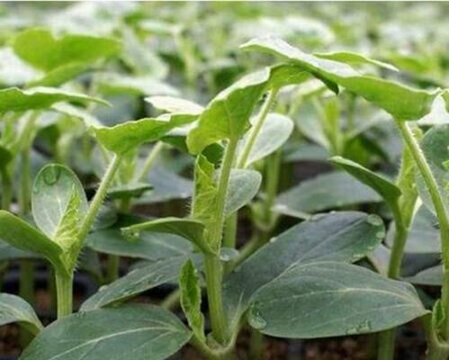 西瓜可以嫁接吗？（探究西瓜的嫁接技术和其应用领域）-第1张图片-绿意生活