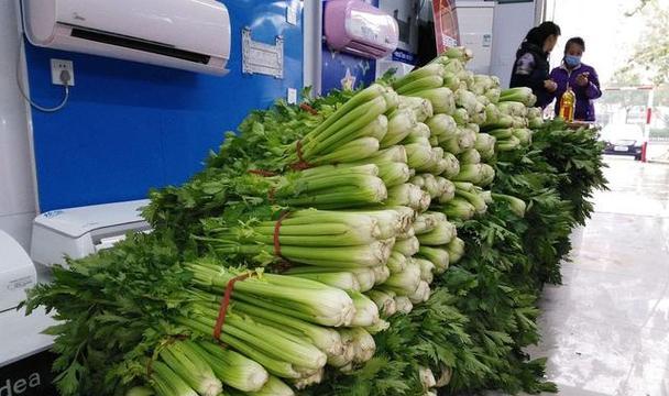 芹菜的种植与养护（了解芹菜的生长习性与产地分布）-第1张图片-绿意生活