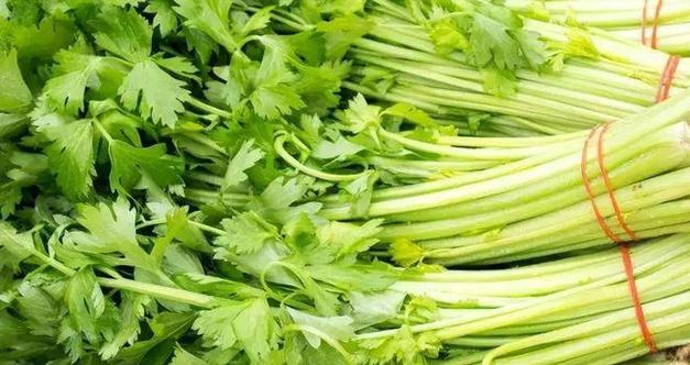 芹菜的种植与养护（了解芹菜的生长习性与产地分布）-第2张图片-绿意生活