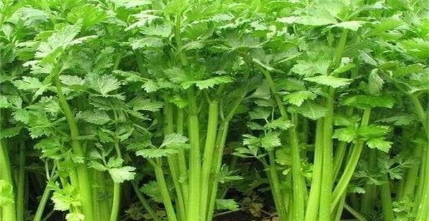 芹菜的种植与养护（了解芹菜的生长习性与产地分布）-第3张图片-绿意生活
