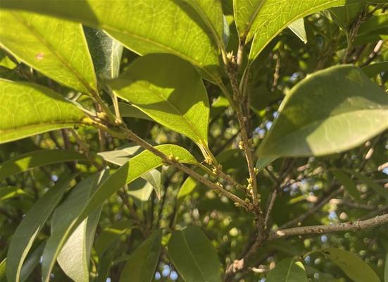 探究桂花是被子植物的原因（解读桂花的植物学特征、种属分类和繁殖方式）-第1张图片-绿意生活