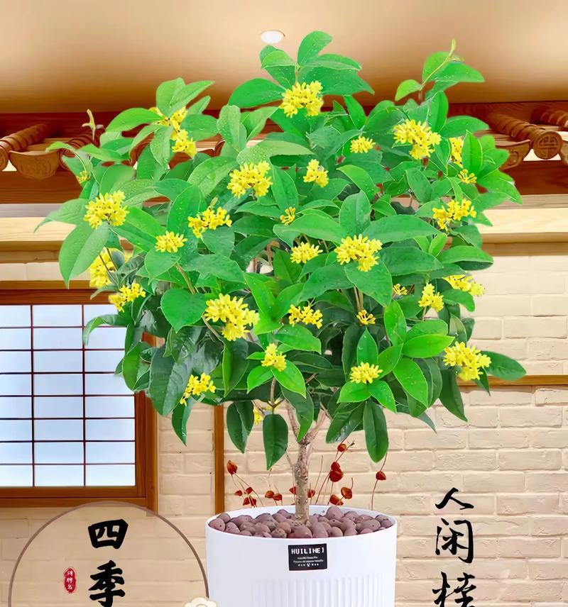 探究桂花是被子植物的原因（解读桂花的植物学特征、种属分类和繁殖方式）-第2张图片-绿意生活
