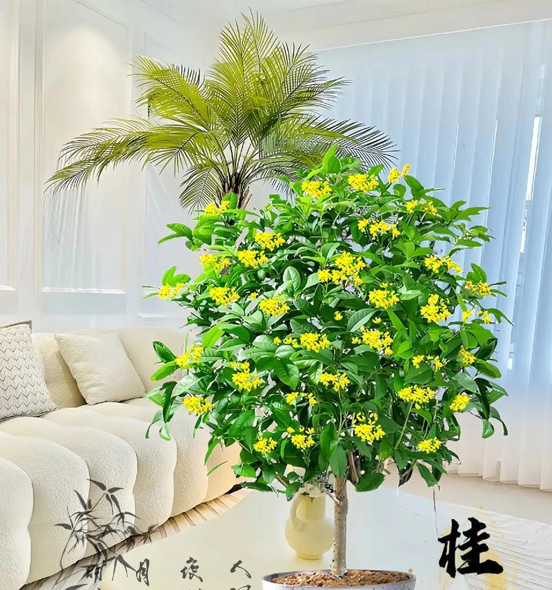 探究桂花是被子植物的原因（解读桂花的植物学特征、种属分类和繁殖方式）-第3张图片-绿意生活