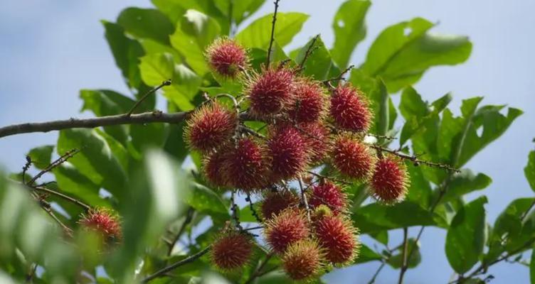 山竹的生长过程（从开花结果到成熟果实）-第1张图片-绿意生活