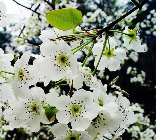 山竹的生长过程（从开花结果到成熟果实）-第2张图片-绿意生活