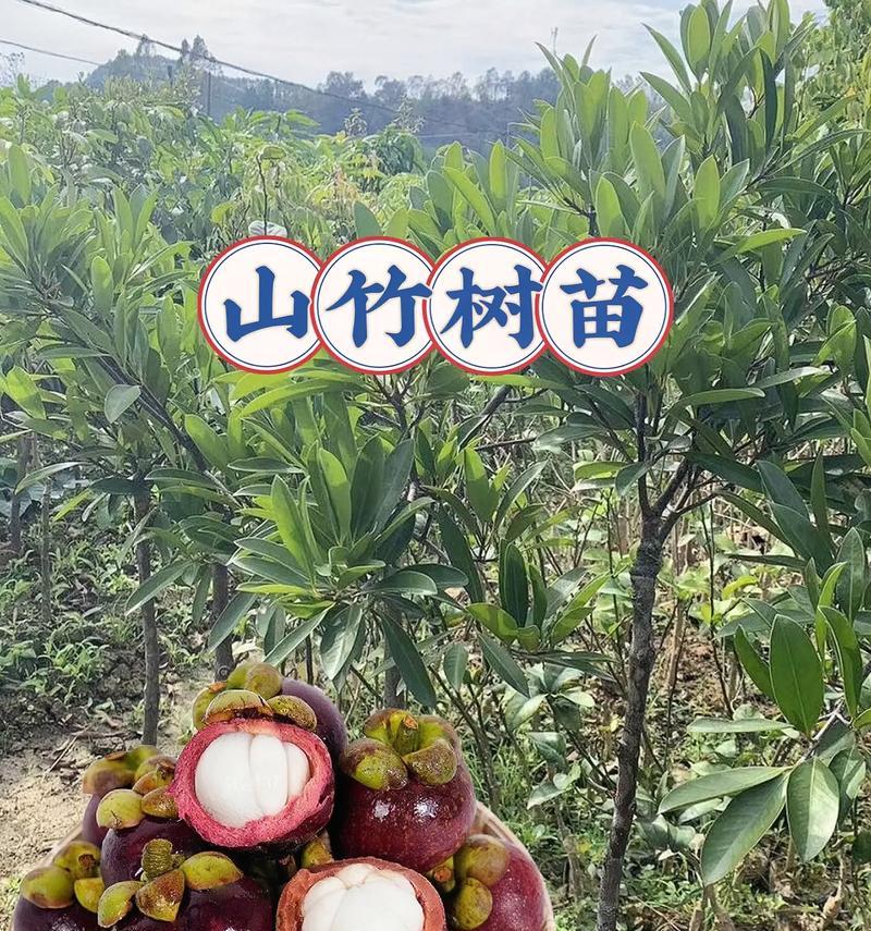 山竹的生长过程（从开花结果到成熟果实）-第3张图片-绿意生活