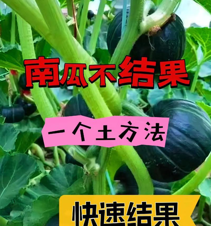 南瓜种植指南（南瓜生长周期、育苗技巧、施肥方法等详细介绍）-第1张图片-绿意生活
