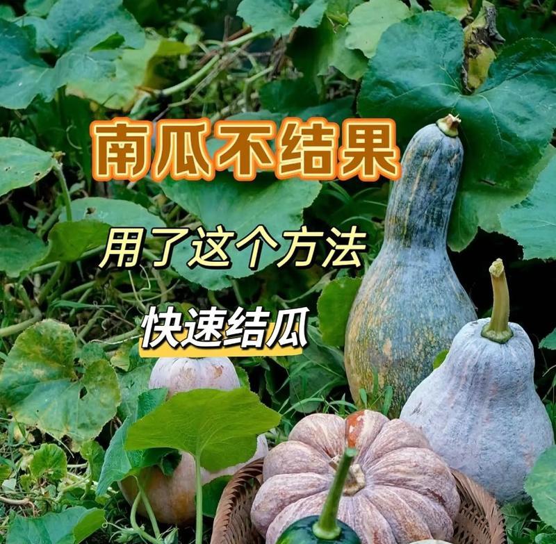 南瓜种植指南（南瓜生长周期、育苗技巧、施肥方法等详细介绍）-第2张图片-绿意生活