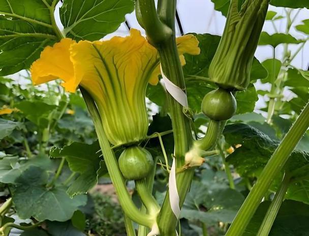 南瓜种植指南（南瓜生长周期、育苗技巧、施肥方法等详细介绍）-第3张图片-绿意生活
