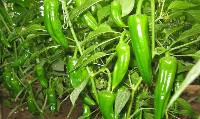 养心菜喜阴还是喜阳？（探讨养心菜的生长环境需求，帮您更好地栽种）-第1张图片-绿意生活
