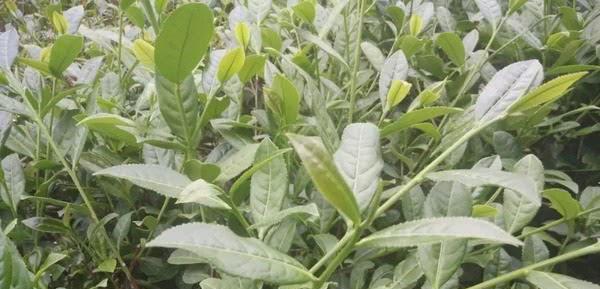 茶树生长习性与环境条件（探究茶树的生长环境与特性）-第2张图片-绿意生活