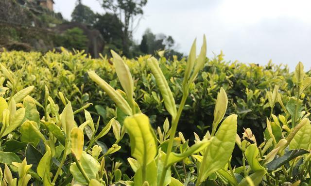 茶树生长习性与环境条件（探究茶树的生长环境与特性）-第3张图片-绿意生活