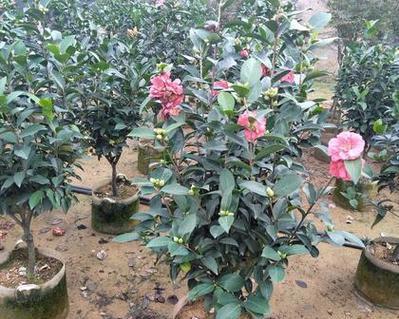 茶花开花期是否为四季常青？（探究茶花开花时间和区域限制的因素）-第1张图片-绿意生活