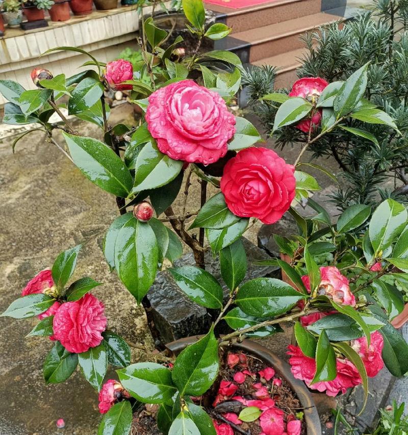 茶花开花期是否为四季常青？（探究茶花开花时间和区域限制的因素）-第2张图片-绿意生活