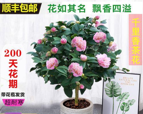 茶花开花期是否为四季常青？（探究茶花开花时间和区域限制的因素）-第3张图片-绿意生活