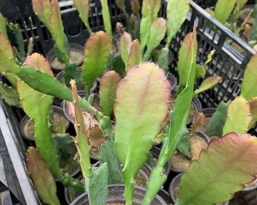 令箭荷花怎么养才开花（打造一片荷花海，享受美好夏日）-第2张图片-绿意生活