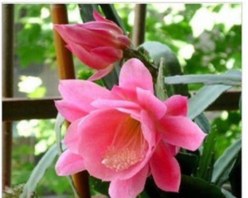 令箭荷花怎么养才开花（打造一片荷花海，享受美好夏日）-第3张图片-绿意生活