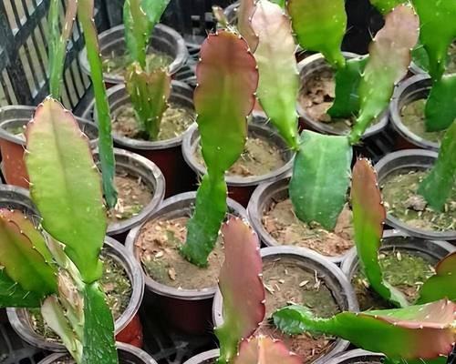 令箭荷花怎么养才开花（打造一片荷花海，享受美好夏日）-第1张图片-绿意生活