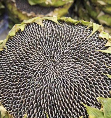 油葵种子的最佳种植时间（掌握关键时刻，丰收在望）-第2张图片-绿意生活