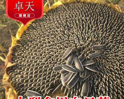 油葵种子的最佳种植时间（掌握关键时刻，丰收在望）-第1张图片-绿意生活