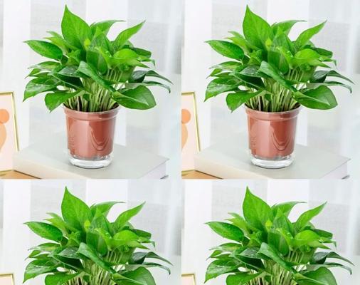 探秘绿萝——一种常见的观赏植物（绿萝的生长环境、特点及养护技巧）-第2张图片-绿意生活