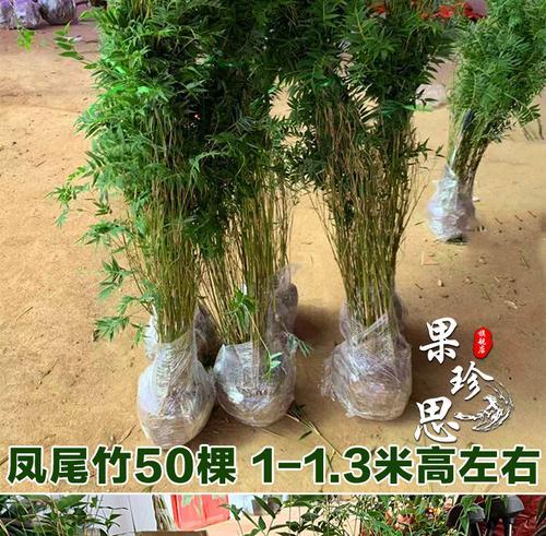 凤尾竹的风水之道（寓意深厚的凤尾竹，摆放位置如此重要）-第1张图片-绿意生活