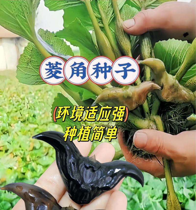 探秘菱角开花奥秘（了解菱角开花时间及生长环境）-第3张图片-绿意生活