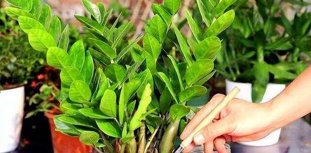 如何种植袖珍椰子树——阳光与阴影的平衡（掌握袖珍椰子树喜阳与喜阴的要点，轻松打造热带风情园林）-第2张图片-绿意生活