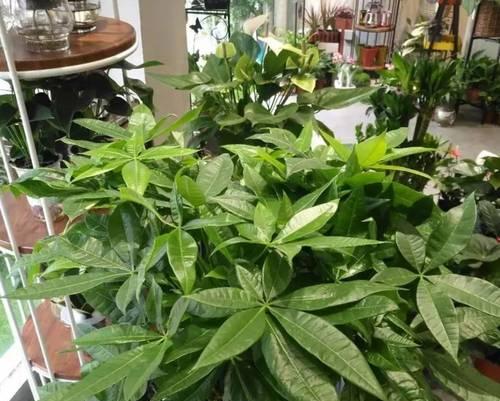 如何种植袖珍椰子树——阳光与阴影的平衡（掌握袖珍椰子树喜阳与喜阴的要点，轻松打造热带风情园林）-第3张图片-绿意生活