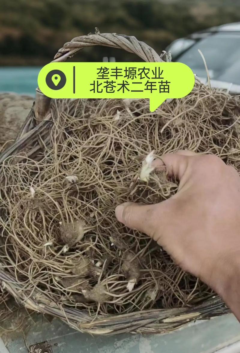 苍术种植时间选择（探究苍术种植的最佳时间）-第2张图片-绿意生活