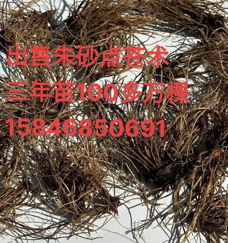 苍术种植时间选择（探究苍术种植的最佳时间）-第3张图片-绿意生活