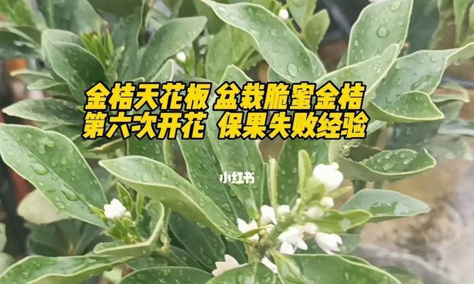 金桔树开花时间及果实成熟周期详解（金桔树的花期和果实发育周期详解，让你轻松掌握）-第2张图片-绿意生活